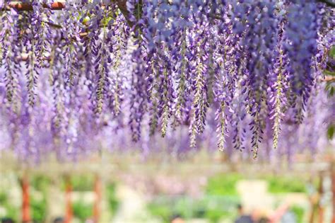 嘉定紫藤公園裡的紫色花海是如何形成的?